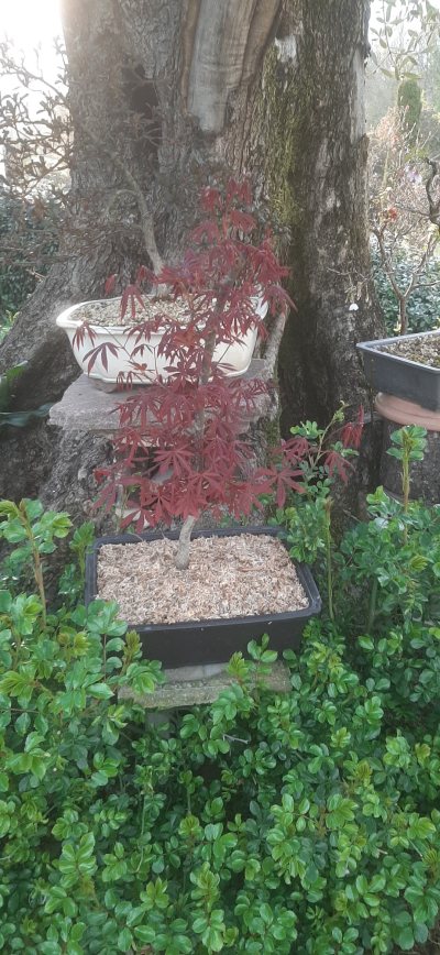 Acero atropurpureum