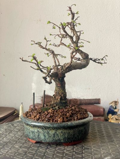 Ulmus parvifolia