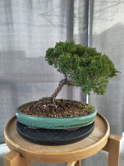 Windgepeitschter Juniperus