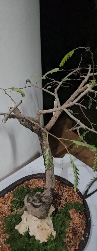 Tamarindo sentado na Pedra
