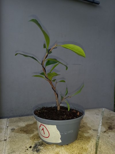 Ficus 1