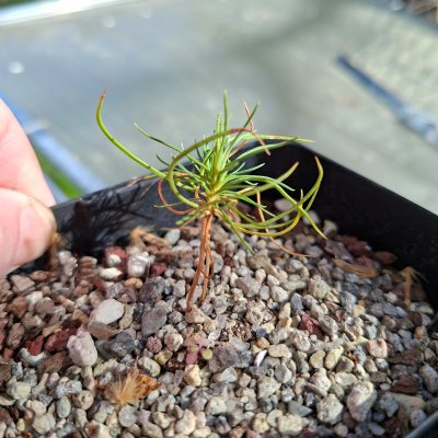 Japanese Black Pine 3