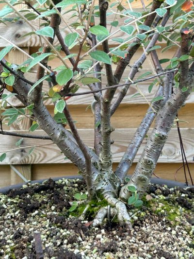 Cotoneaster Multi troncs