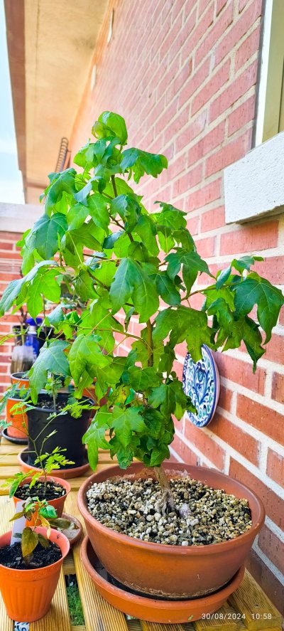 Liquidambar