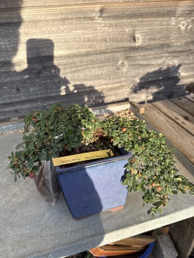 COTONEASTERE CASCADE