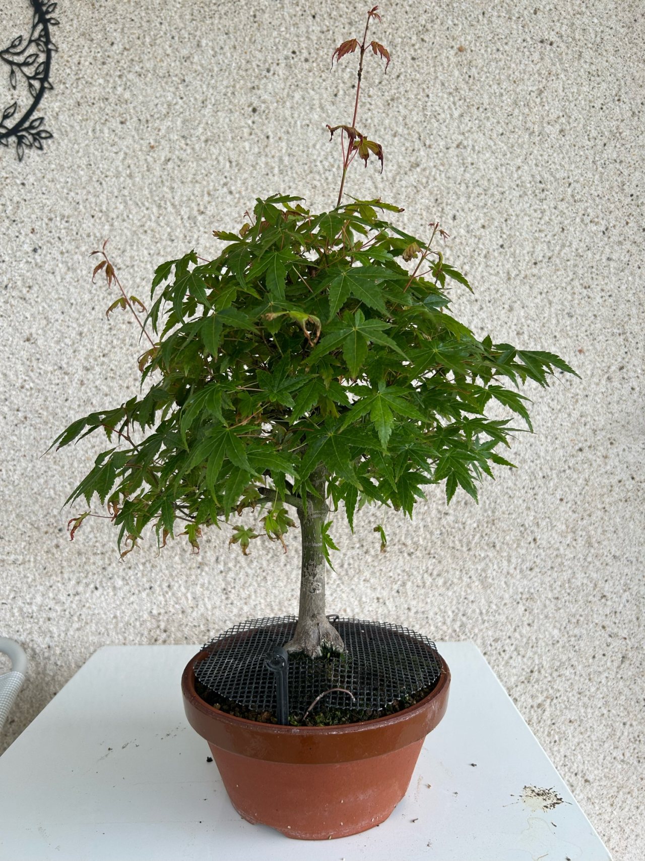 Photo 12