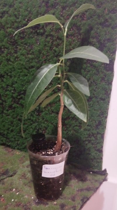 Брахихитон тополевый 🌳 БрТ08