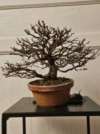 Pruning and Wiring - 2/12/25 - Photo 1/1