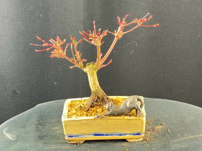 Acer Desojo