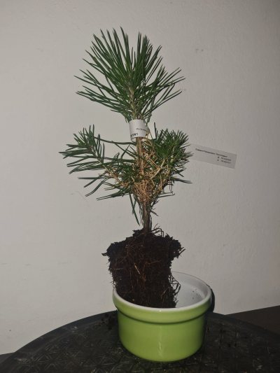 Pin thunbergii