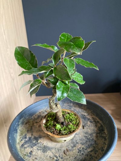 Elaeagnus