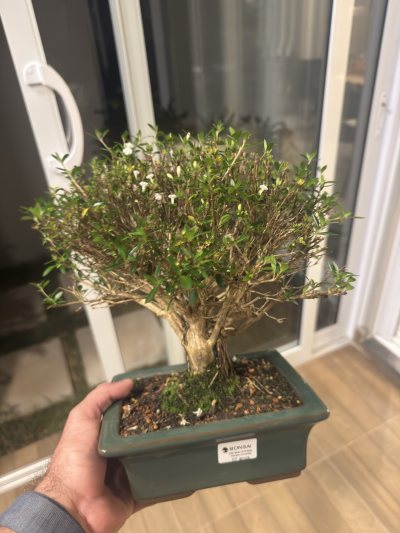 Serissa serena