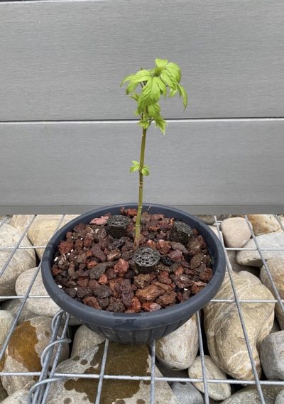 Acer Negundo 02