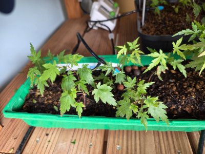 Palmatum