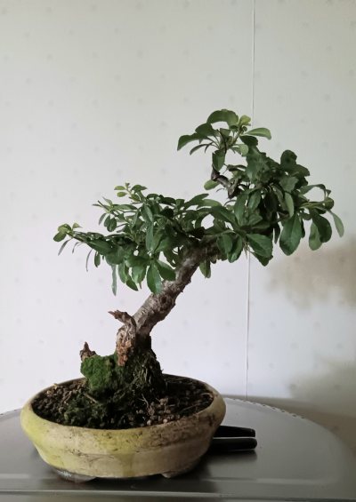 Pyracantha