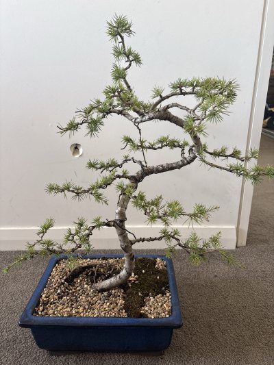 Atlas Cedar
