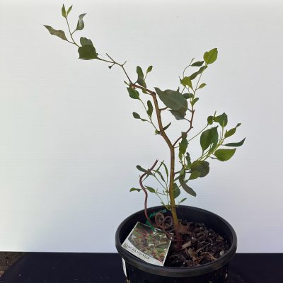 Round Leafed Mort