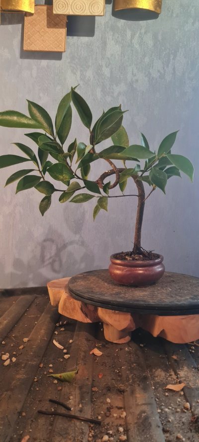 Ficus 2