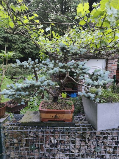 Picea "bleu"