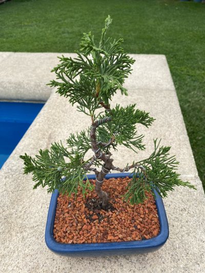 Juniperus Chinensis
