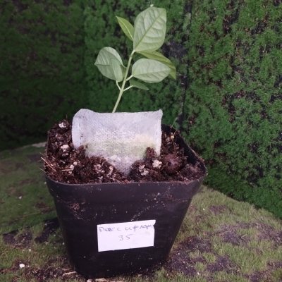 Пассифлора съедобная 🌳 ПаС36 ≋○⌂