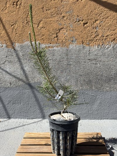 Pinus