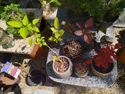 Saplings, trial period