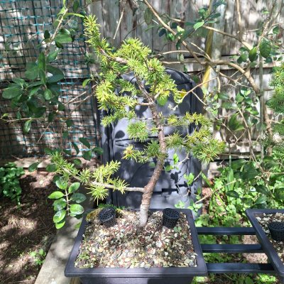 Atlas Cedar