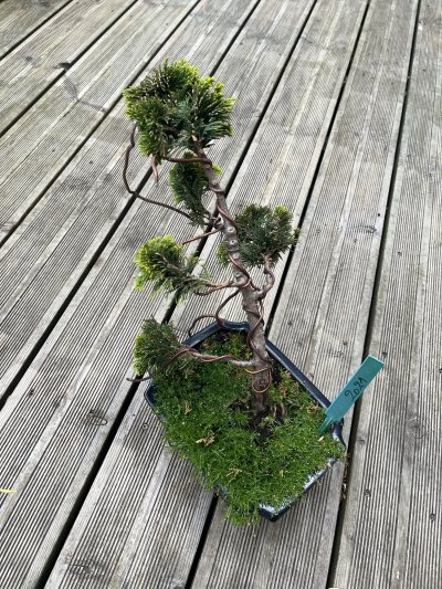 chamarcyparis obtusa aurora