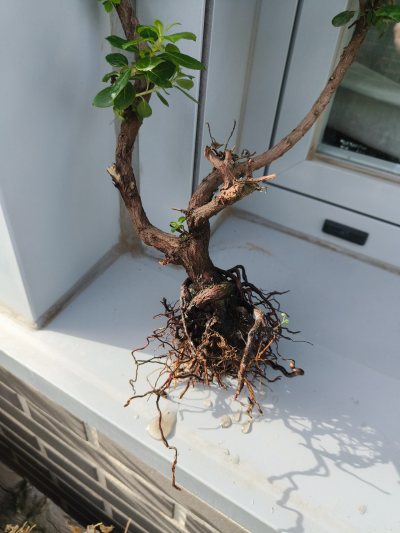 escallonia