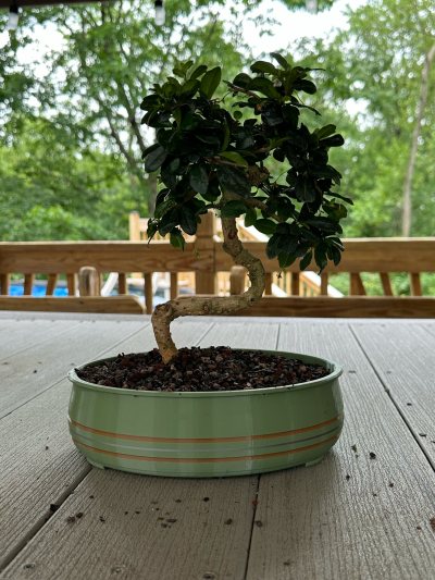 Tea Tree