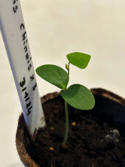 Cercis Chinensis