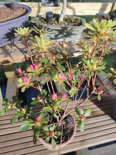 Azalée du Japon rose