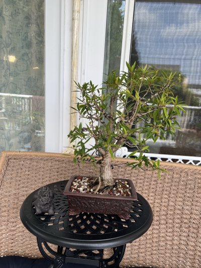 Willow tree ficus