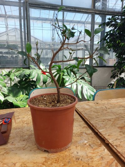 Ficus