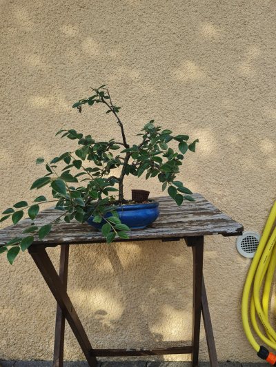 Cotoneaster 1