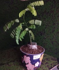 إعادة الغرس - ١٤‏/١٢‏/٢٠٢٥ - Photo 1/1