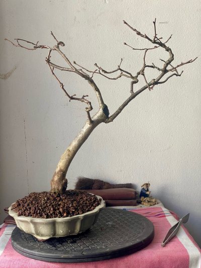 Corylus avellana / Noisetier commun