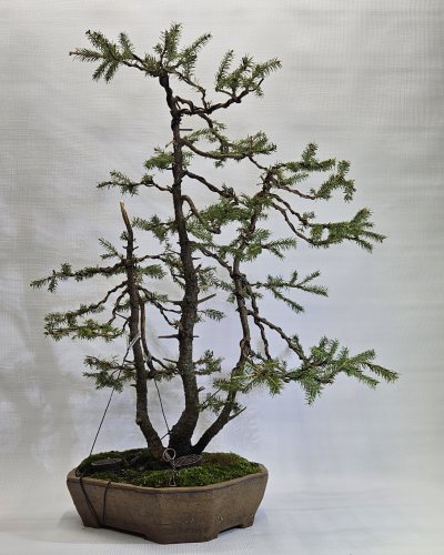 Spruce