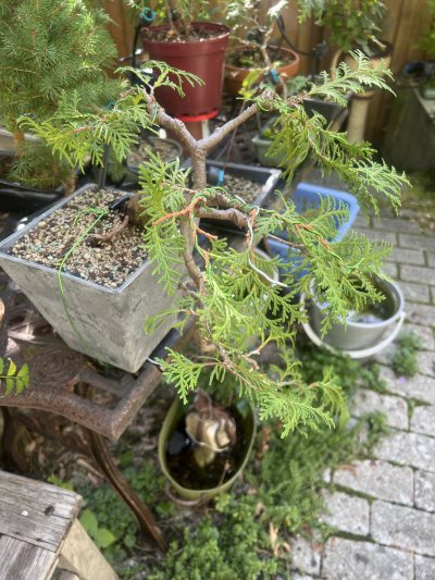 Juniper