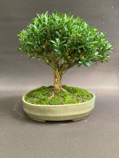 Shohin Buis Harlandii