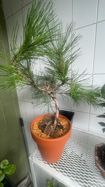 251206 pino negro