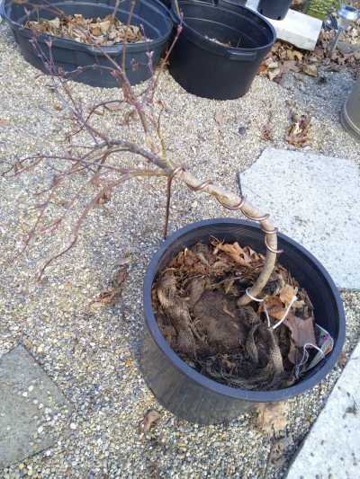 Japanese Maple, crimson queen, hill side