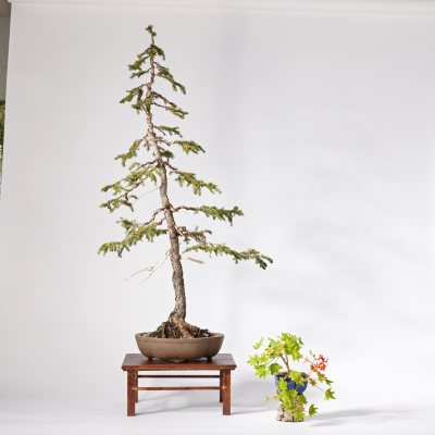 Black Hills Spruce