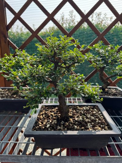 Cotoneaster perenne 1