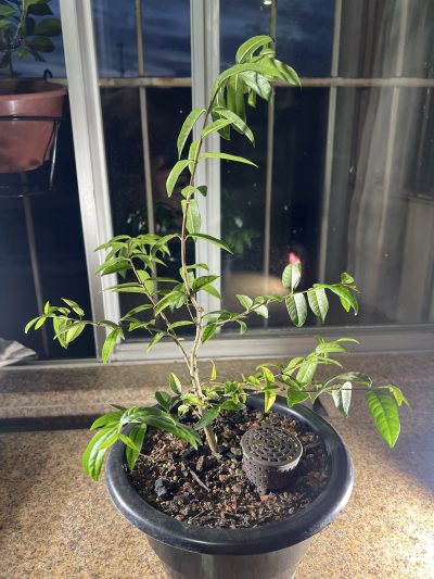 Wrightia