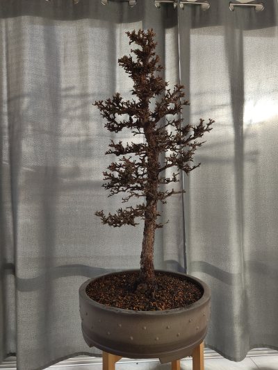Angie's Lärche XL