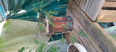 Juniperus