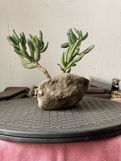 Arbre de Jade gollum