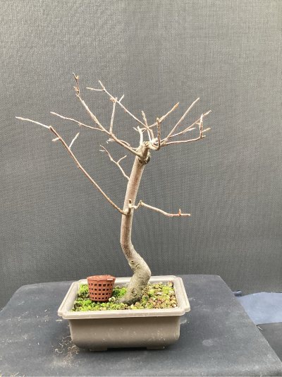 Amelanchier